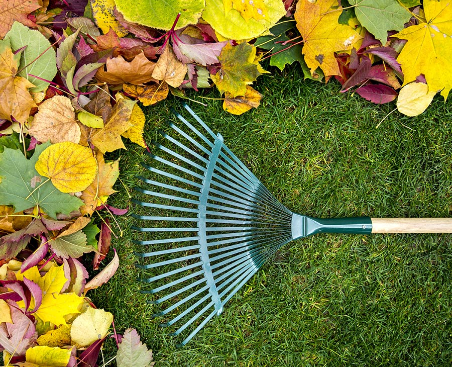 fall clean-up - green source lawn care